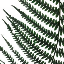 Mountain fern decorative fern preserved fern leaves green 45cm 20pcs