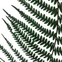 Product Mountain fern decorative fern preserved fern leaves green 45cm 20 pcs