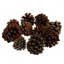 Product Mountain pine cones small natural 1kg