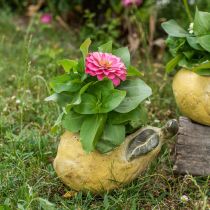 Product Pear for planting, autumn decoration, concrete vessel L19cm H15.5cm
