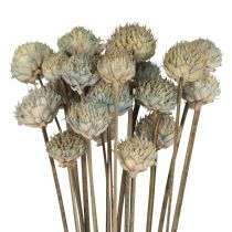 Wild Daisy Dried Flowers Decoration Blue Green H36cm 20pcs