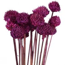 Wild Daisy dried flowers decoration violet H36cm 20pcs