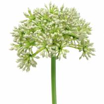 Product Allium artificial white 55cm