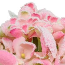 Product Hydrangea pink snowed 33cm 4pcs