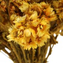 Product Mini straw flower yellow dried flowers bunch dry bouquet H20cm 15g