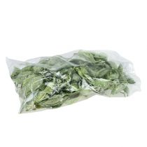 Product Brachyciton Green frosted 500g
