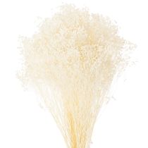 Product Broom Bloom Bleached Dried Flowers White Long Shelf Life 100g