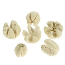 Product Deco blossom bleached 12pcs