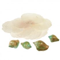 Product Capiz Mother of Pearl Shell Mother of Pearl Discs Sea Snail Shell Green 3.5–9.5cm 750g