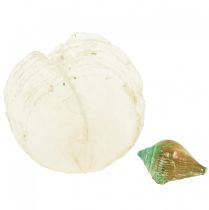 Product Capiz Mother of Pearl Shell Mother of Pearl Discs Sea Snail Shell Green 3.5–9.5cm 750g