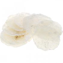 Product Maritime, Capiz shells 5–10 cm, mother of pearl, natural item 1 kg