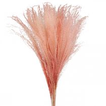 Product Chinese reed light pink dry grass Miscanthus H75cm 10p