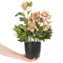 Product Artificial Helleborus potted plant, Christmas rose, for home decoration, 50cm