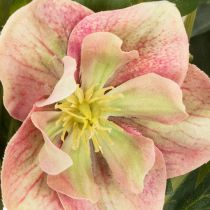 Product Artificial Helleborus potted plant, Christmas rose, for home decoration, 50cm