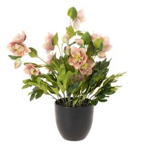 Product Artificial Helleborus potted plant, Christmas rose, for home decoration, 50cm