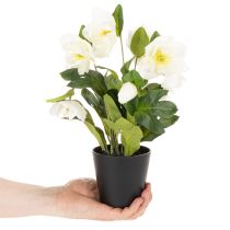 Product Artificial Christmas rose, potted plant, table decoration, 34cm