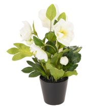 Product Artificial Christmas rose, potted plant, table decoration, 34cm