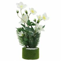 Product Christmas rose with fir tree and moss balls artificially snowed white 33cm