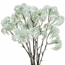 Product Clematis Green snowed 43cm 3 pcs
