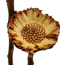Product Compacta Rosette Light 50 pcs