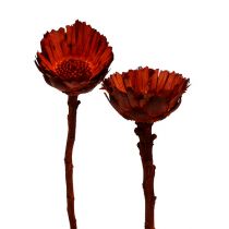 Product Compacta Rosette orange 40 pcs