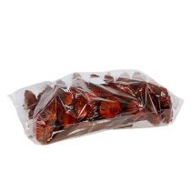 Product Compacta Rosette orange 40 pcs