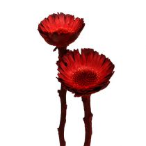 Product Compacta Rosette red 40 pcs
