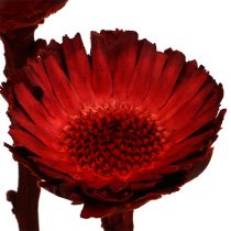 Product Compacta Rosette red 40 pcs
