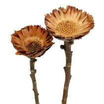 Product Compacta Rosette 100 pcs