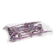 Product Compacta Rosette Frosted Blackberry 20 pcs