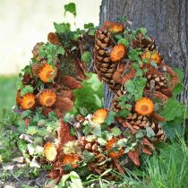 Product Cones Pinus Maritima 10cm - 15cm Natural 3 pcs