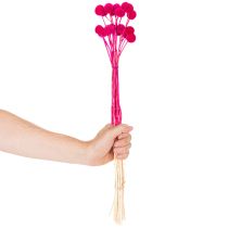 Product Craspedia Dry Flower Bundle for Arrangements 55cm 20 Stems Pink