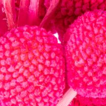Product Craspedia Dry Flower Bundle for Arrangements 55cm 20 Stems Pink