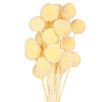 Product Dried Billy Buttons Craspedia Cream White 50-55cm 20pcs