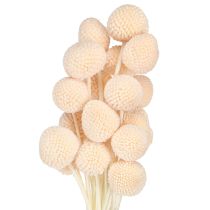 Product Dried Billy Buttons Craspedia Dyed Peach 50-55cm 20pcs