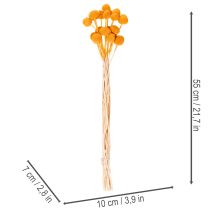 Product Craspedia Dried Flower Bouquet 55cm Orange 20 Stems