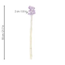 Product Craspedia dried flowers for modern table decoration in your home, 55cm, 20 pieces
