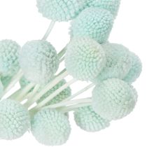 Product Dried Craspedia flowers, decorative bouquet for living room, table decoration, wedding, 55cm, 20 pieces