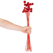 Product Craspedia Dried Flowers Dyed Red 55cm 20 Stems