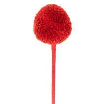 Product Craspedia Dried Flowers Dyed Red 55cm 20 Stems