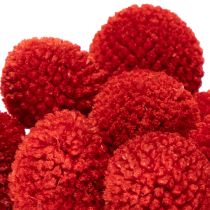 Product Craspedia Dried Flowers Dyed Red 55cm 20 Stems