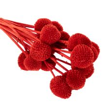 Product Craspedia Dried Flowers Dyed Red 55cm 20 Stems