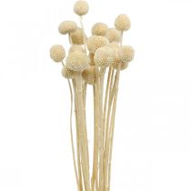 Craspedia dried cream drumstick dry floristry 20pcs