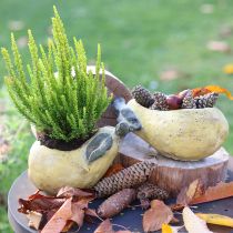 Product Decorative pear concrete planter autumn decoration 19×12.5×15.5cm