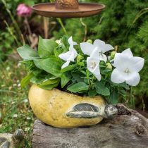 Product Decorative pear, ceramic for decorating, autumn, plant pot L25cm H11cm