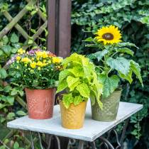 Product Decorative bucket of fruits washed yellow, orange, green Ø15cm H14cm set of 3