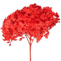 Product Decorative Hydrangea Preserved Dried Flower Red Ø20cm 1 pc