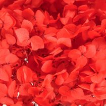 Product Decorative Hydrangea Preserved Dried Flower Red Ø20cm 1 pc