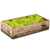 Product Deco moss light green reindeer moss preserved 400g