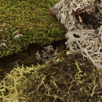 Product Decorative moss for crafts mix green, light green natural moss 75g
